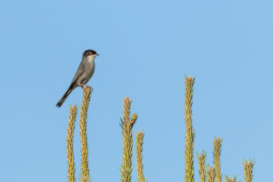 Sardinian Warbler (Sylvia melanocephala)