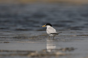 Saunders’s Tern (Sternula saundersi)