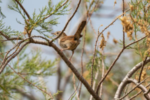 Cetti’s Warbler (Cettia cetti)