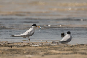 Saunders’s Tern (Sternula saundersi)