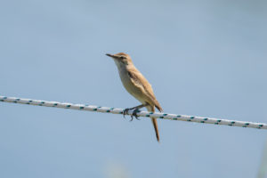 Great Reed Warbler (Acrocephalus arundinaceus)