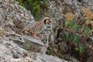 Chukar (Alectoris chukar)