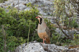 Chukar (Alectoris chukar)