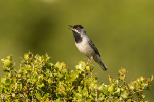 Ruppell’s Warbler (Sylvia ruppeli)