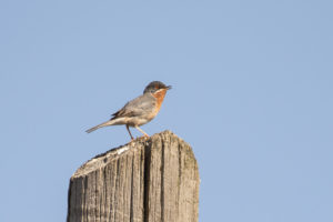 Subalpine Warbler (Sylvia cantillans)