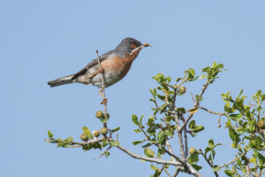 Subalpine Warbler (Sylvia cantillans)