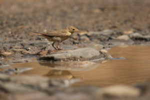 Upcher’s Warbler (Hippolais languida)