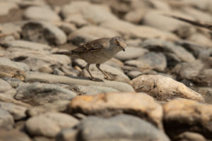 Barred Warbler (Sylvia nisoria)