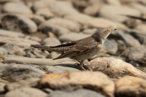 Barred Warbler (Sylvia nisoria)