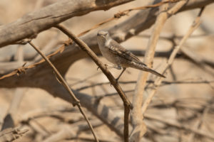 Barred Warbler (Sylvia nisoria)
