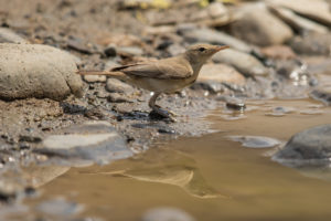 Upcher’s Warbler (Hippolais languida)