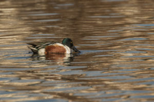 Northern Shoveler (Spatula clypeata)