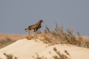 Long-legged Buzzard (Buteo rufinus)