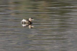 Little Grebe (Tachybaptus ruficollis)