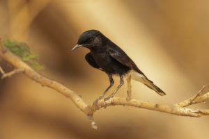 White-crowned Wheatear (Oenanthe leucopyga)