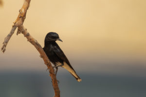 White-crowned Wheatear (Oenanthe leucopyga)