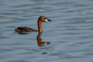 Little Grebe (Tachybaptus ruficollis)