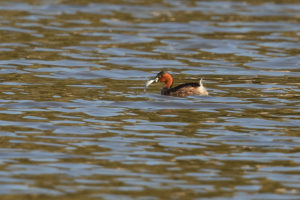 Little Grebe (Tachybaptus ruficollis)