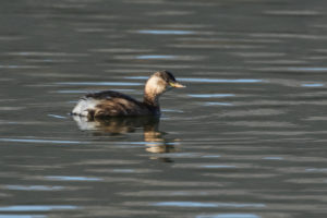 Little Grebe (Tachybaptus ruficollis)