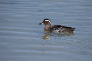 Garganey (Spatula querquedula)