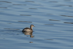 Little Grebe (Tachybaptus ruficollis)