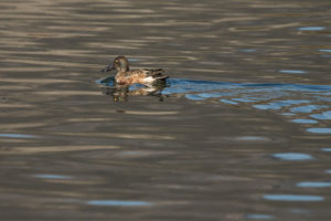 Northern Shoveler (Spatula clypeata)