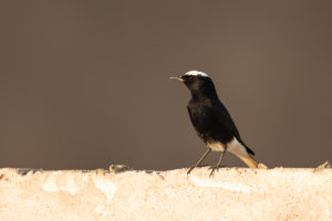 White-crowned Wheatear (Oenanthe leucopyga)