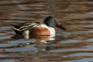 Northern Shoveler (Spatula clypeata)