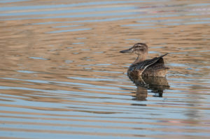 Garganey (Spatula querquedula)