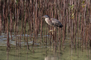 Striated Heron (Butorides striata)