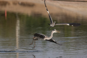 Gray Heron (Ardea cinerea)