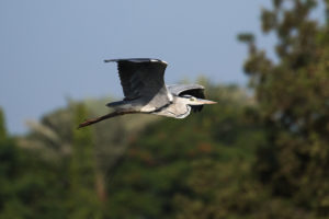 Gray Heron (Ardea cinerea)