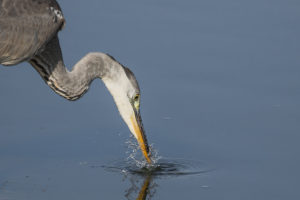 Gray Heron (Ardea cinerea)