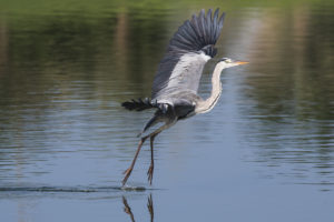 Gray Heron (Ardea cinerea)