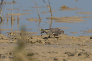 Striated Heron (Butorides striata)