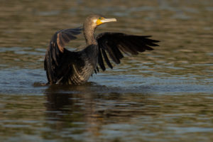 Great Cormorant (Eurasian) (Phalacrocorax carbo sinensis)