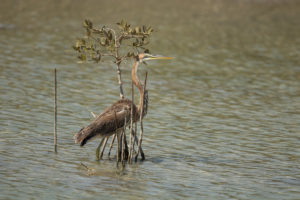 Purple Heron (Ardea purpurea)