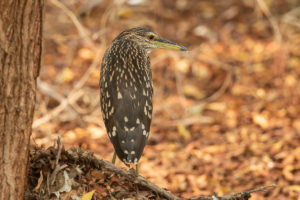 Black-crowned Night-Heron (Nycticorax nycticorax)