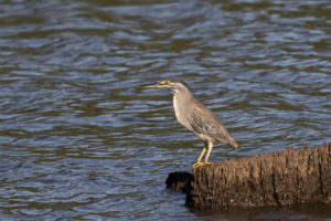 Striated Heron (Butorides striata)