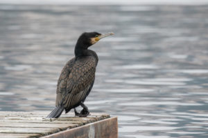 Great Cormorant (Eurasian) (Phalacrocorax carbo sinensis)