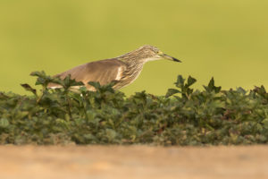 Squacco Heron (Ardeola ralloides)