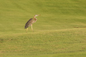 Purple Heron (Ardea purpurea)