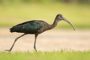 Glossy Ibis (Plegadis falcinellus)