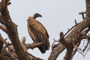 White-backed Vulture (Gyps africanus)