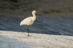 Eurasian Spoonbill (Platalea leucorodia)