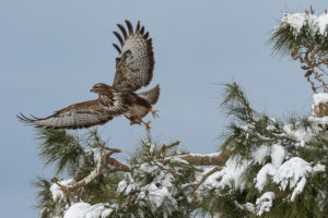 Common Buzzard (Western) (Buteo buteo buteo)