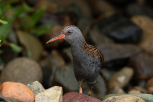 Water Rail (Rallus aquaticus)