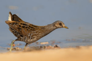 Spotted Crake (Porzana porzana)