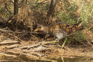 Spotted Crake (Porzana porzana)