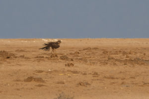 Pallid Harrier (Circus macrourus)